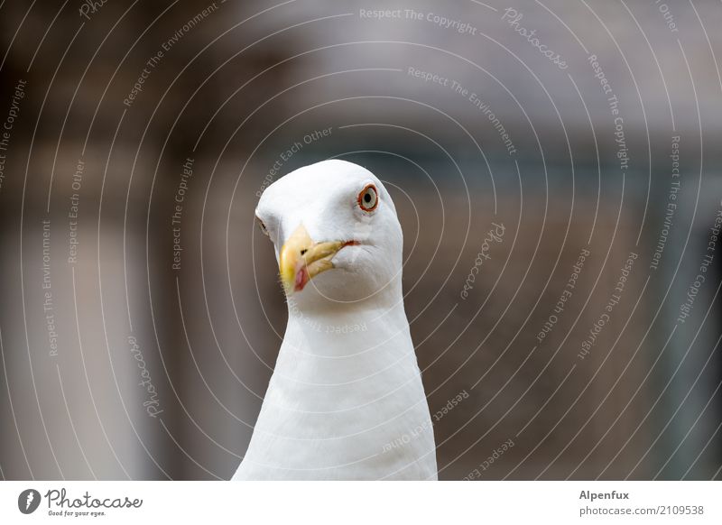 Augenringe Tier Wildtier Vogel Tiergesicht Möwe 1 Blick Aggression bedrohlich frech kalt maritim Neugier rebellisch Ärger Erwartung abwägen dominant Domina