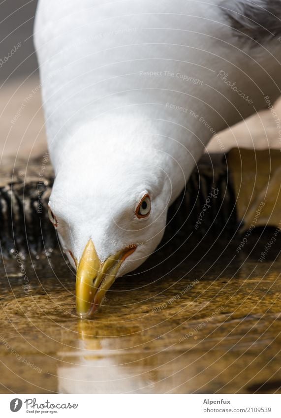 Prost! Tier Wildtier Vogel Tiergesicht Möwe Möwenvögel Schnabel 1 sitzen trinken bedrohlich Neugier Angst Alkoholsucht Wut Ärger Feindseligkeit Natur beobachten