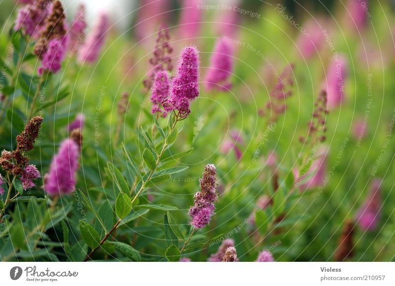 Kolbenspiere Natur Pflanze Sträucher verblüht Duft Farbfoto Außenaufnahme Tag Sonnenlicht Unschärfe Schwache Tiefenschärfe Spiraea Spiersträucher Spierstrauch