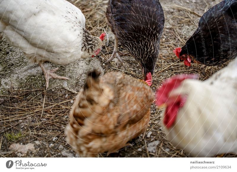 Hühner Sommer Landwirt Landwirtschaft Forstwirtschaft Natur Wiese Feld Tier Nutztier Vogel Haushuhn Hahn Tiergruppe Tierfamilie Fressen füttern genießen Blick