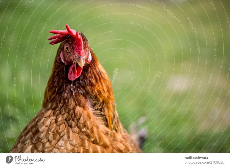 Huhn Sommer Landwirtschaft Forstwirtschaft Umwelt Natur Frühling Gras Wiese Tier Haustier Nutztier Vogel Tiergesicht Haushuhn 1 beobachten Blick natürlich