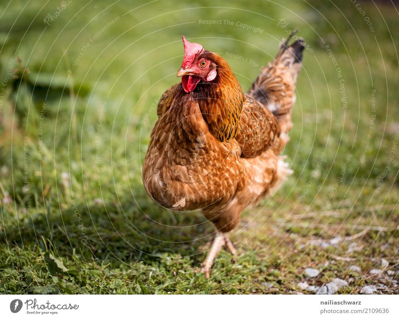 Huhn Sommer Landwirtschaft Forstwirtschaft Umwelt Natur Gras Wiese Feld Tier Haustier Nutztier Haushuhn 1 beobachten entdecken Fressen Blick Glück natürlich