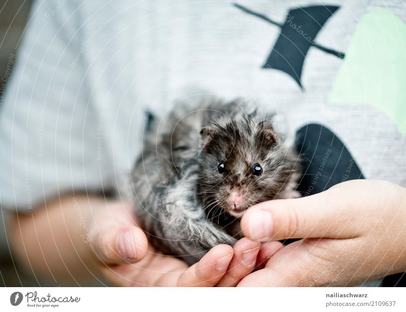 kleines Meerschweinchen schön Sommer Kind Hand Finger Tier Haustier Hamster Nagetiere 1 beobachten festhalten Blick Spielen Umarmen kuschlig nah natürlich