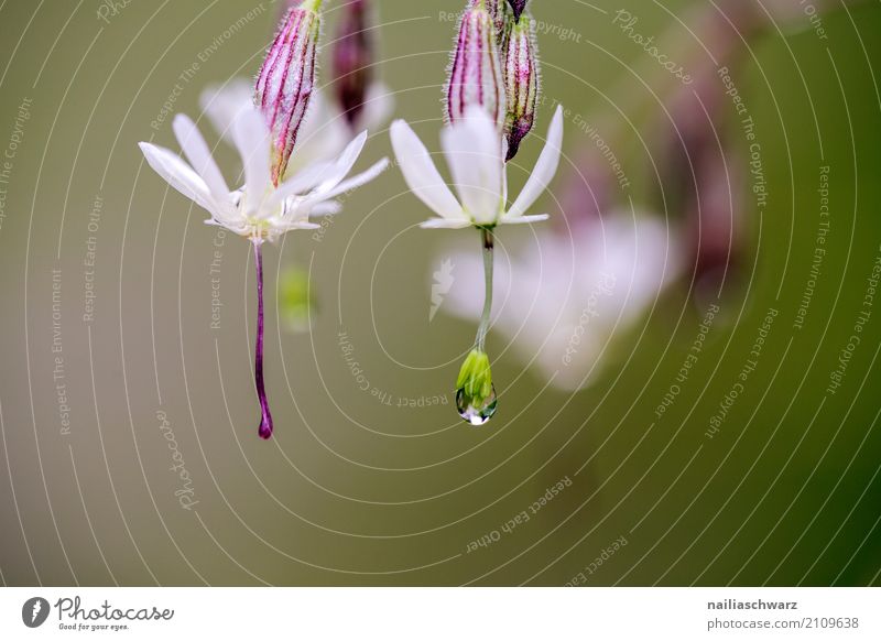 Klatschnelke in Morgentau Umwelt Natur Pflanze Wasser Wassertropfen Frühling Sommer Blume Blüte Silene vulgaris Leimkraut Garten Park Wiese Feld Alpen Blühend