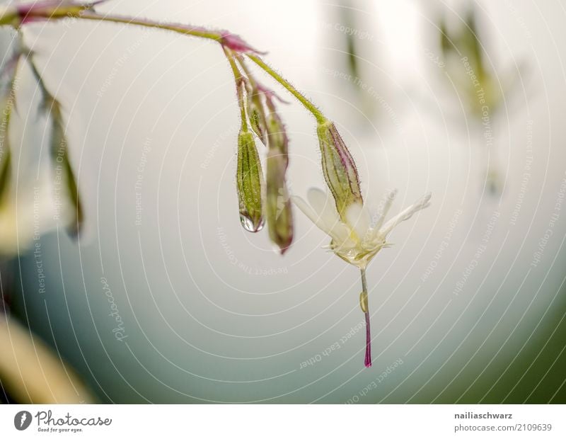 Klatschnelke in Morgentau Umwelt Natur Pflanze Wasser Wassertropfen Blume Blüte Wildpflanze Garten Park Wiese Feld Alpen Blühend Wachstum Duft frisch nass