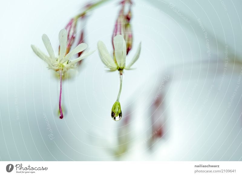 Silene Umwelt Natur Pflanze Wasser Wassertropfen Frühling Sommer Regen Blume Blüte Wildpflanze Leimkräuter Nelkengewächse Alpen Berge u. Gebirge Blühend