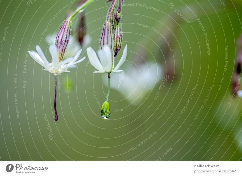 Klatschnelke im Morgentau Umwelt Natur Pflanze Wasser Wassertropfen Frühling Sommer Regen Garten Wiese Feld Alpen Berge u. Gebirge Blühend Duft frisch nass