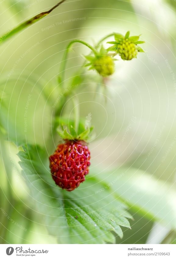 Waldbeeren Umwelt Natur Pflanze Frühling Sommer Sträucher Wildpflanze Erdbeeren Wald-Erdbeere Fragaria vesca Garten Wiese Duft genießen lecker saftig schön süß