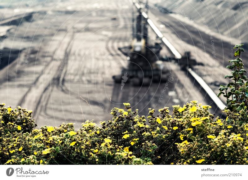 Blümchenfoto mit Jungszeuch Maschine Landschaft Blume Sträucher Energie Kohle Braunkohle Braunkohlentagebau Bagger Grube Farbfoto Außenaufnahme Experiment