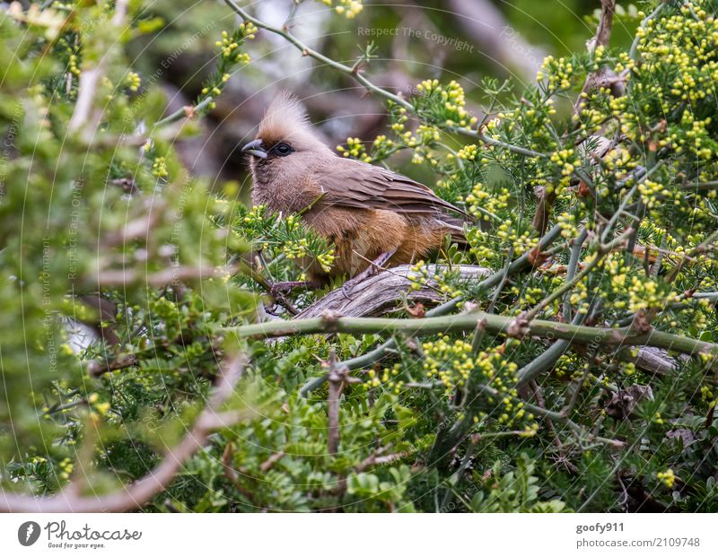 Irokesenschnitt ;-))) Ausflug Abenteuer Safari Expedition Natur Landschaft Frühling Sommer Pflanze Baum Sträucher Blatt Wald Südafrika Afrika Tier Wildtier