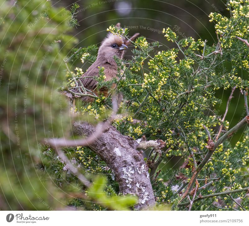 Versteckspiel Ausflug Abenteuer Safari Expedition Umwelt Natur Landschaft Frühling Sommer Pflanze Baum Sträucher Blatt Grünpflanze Wald Südafrika Afrika Tier