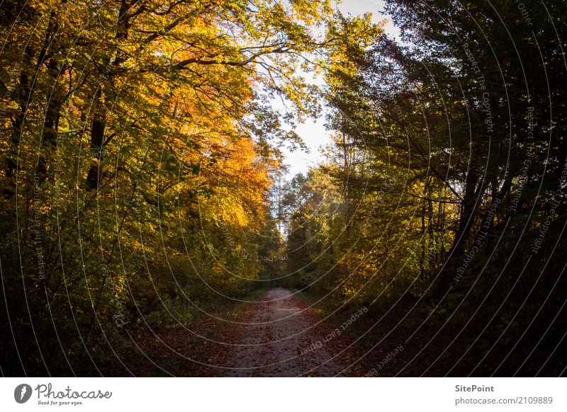 Waldspaziergang Herbst Schönes Wetter Baum Wildpflanze orange ruhig Waldweg Herbstlicht Farbfoto Gedeckte Farben Tag Licht Schatten Kontrast Blick nach vorn