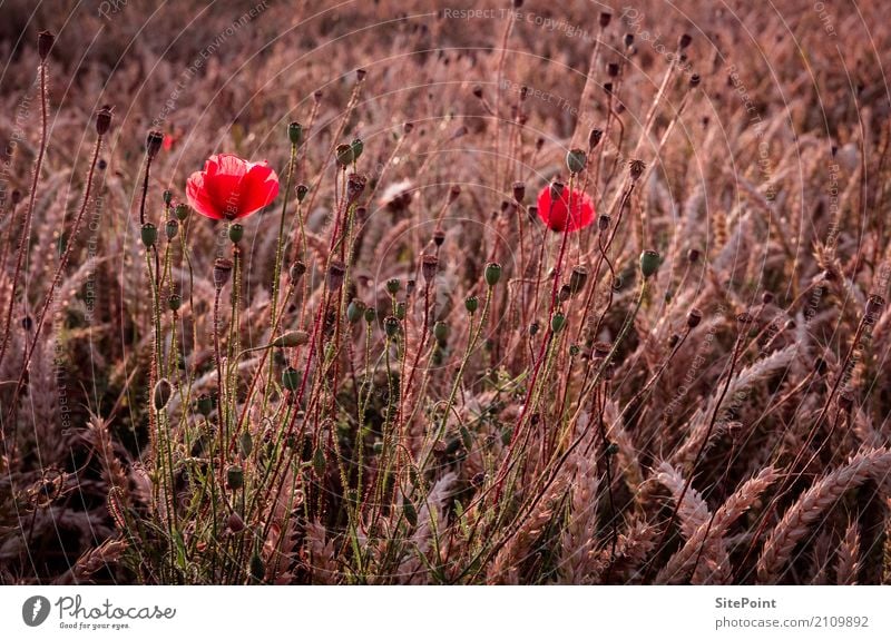 Mohn Natur Landschaft Pflanze Nutzpflanze Wiese Feld rosa rot Idylle ruhig Mohnblüte Weizenfeld Farbfoto Gedeckte Farben Außenaufnahme Dämmerung