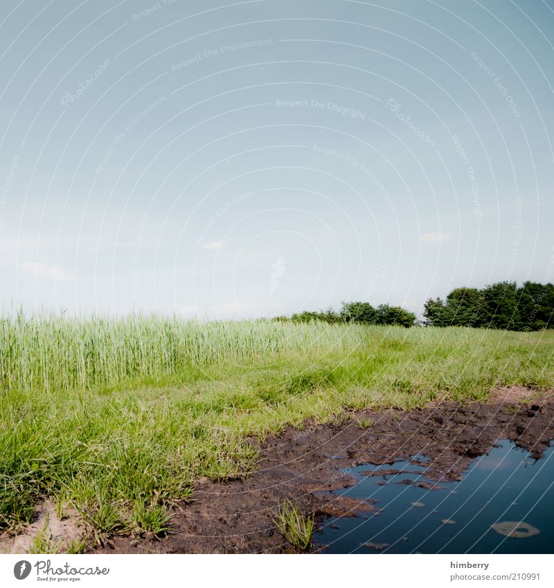 loch nass Umwelt Natur Landschaft Pflanze Wasser Himmel Wolkenloser Himmel Frühling Sommer Klima Wetter Schönes Wetter Wiese Feld Moor Sumpf Teich