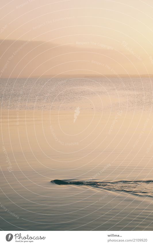 abends am bodden Natur Tier Ostsee Vorpommersche Boddenlandschaft Usedom Wildtier Biber Fischotter Schwimmen & Baden tauchen Morgendämmerung Abenddämmerung See