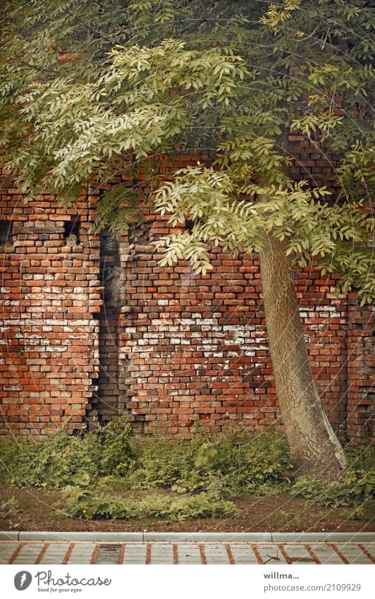 Ihm wurde das Korsett zu eng ... Baum Robinie Schmetterlingsblütler Bauwerk Mauer Wand Backsteinwand Ziegelbauweise Verfall Symbiose kaputt Farbfoto