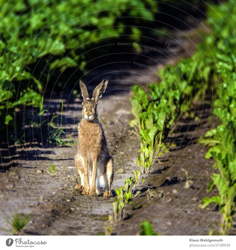 Mümmelmann Umwelt Natur Tier Sommer Pflanze Zuckerrübe Feld Fell Wildtier Tiergesicht Pfote Hase & Kaninchen 1 beobachten sitzen warten braun grau grün Jagd