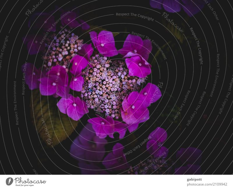 Flower Power Umwelt Natur Pflanze Blume Blatt Blüte Hortensie Hortensienblüte Hortensienblätter Blühend Duft Freundlichkeit schön nah natürlich positiv rund