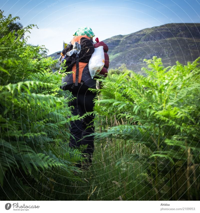 Junge Frau mit Wanderrucksack im grünen Blätterwald, Rückansicht Ferien & Urlaub & Reisen Ausflug Abenteuer wandern Jugendliche Natur Tier Farn Rucksackurlaub