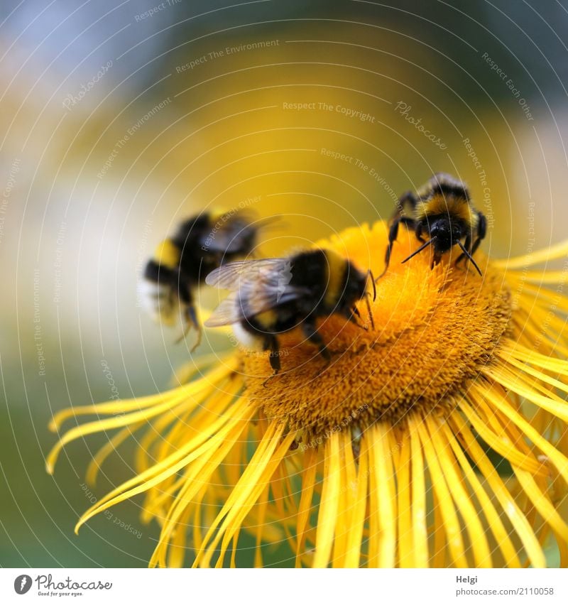 gemeinsame Mahlzeit Umwelt Natur Pflanze Tier Sommer Schönes Wetter Blüte Park Hummel 3 Fressen krabbeln ästhetisch Zusammensein einzigartig klein natürlich