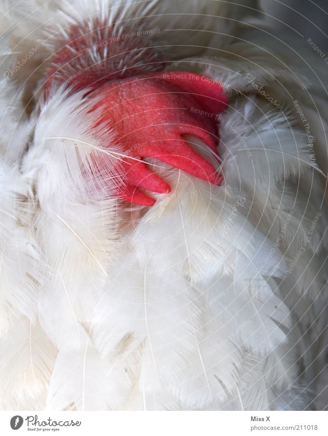 Hahnenwirrwarr Tier Nutztier Vogel 1 Hahnenkamm Feder Hals schlafen Farbfoto mehrfarbig Nahaufnahme Menschenleer Textfreiraum unten kopflos Knäuel