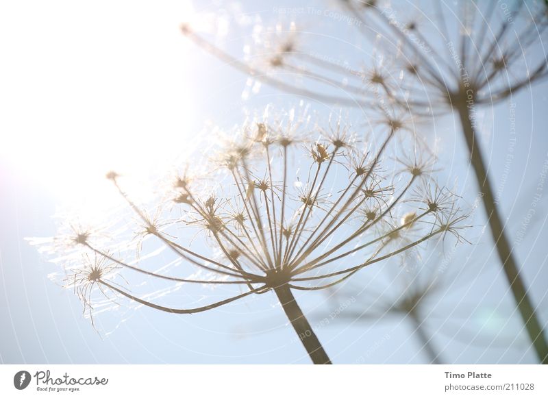 Edles Unkraut Umwelt Natur Pflanze Luft Himmel Wolkenloser Himmel Sonne Sonnenlicht Herbst Klima Wetter Schönes Wetter Wärme Blume Gras Blüte Grünpflanze