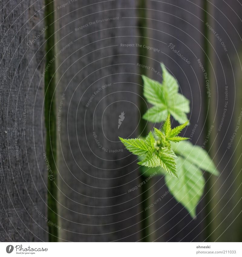 Befreiung Umwelt Natur Pflanze Sträucher Blatt Grünpflanze Garten Zaun Bretterzaun grün Kraft Leben Wachstum Farbfoto Außenaufnahme Textfreiraum oben Tag