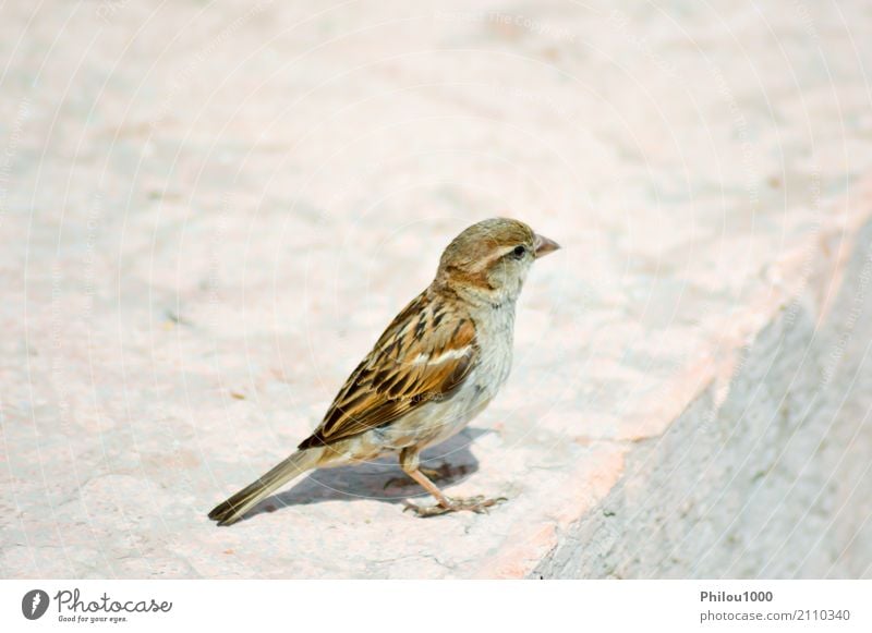 Spatz warf auf einem Stein auf Unternehmen Frau Erwachsene Paar Natur Tier Herbst Burg oder Schloss Vogel Schmetterling klein niedlich wild blau braun weiß 1