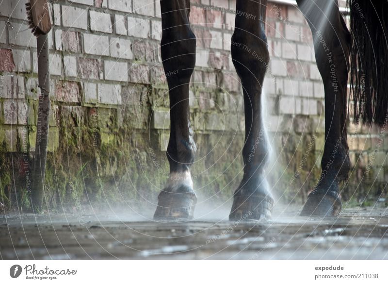 Dreibein Reiten Tier Nutztier Pferd 1 Bewegung authentisch dreckig Verantwortung Reinlichkeit Sauberkeit Perspektive Farbfoto Außenaufnahme Menschenleer