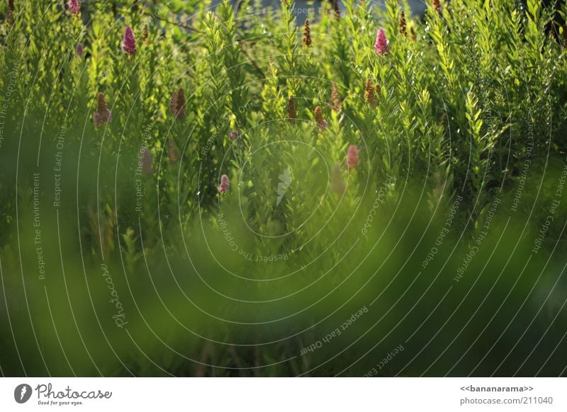 Grün im Abendlicht Natur Pflanze Sommer Schönes Wetter Gras Farn Grünpflanze exotisch Wiese Duft grün Grasland Blatt biologisch Unkraut Lichtspiel hell Weide