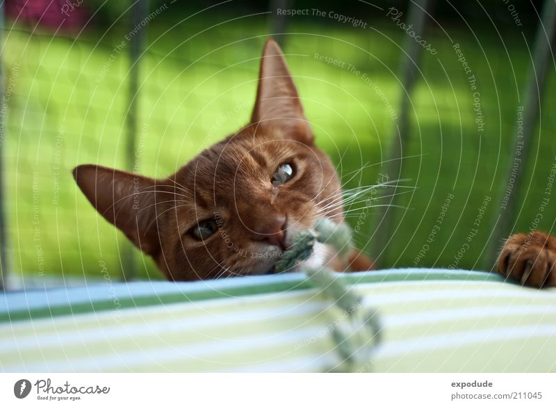 Spielende Katze Haustier Krallen Abessinier 1 Tier wild rot Freude Farbfoto Außenaufnahme Menschenleer Textfreiraum oben Tag Kontrast Schwache Tiefenschärfe