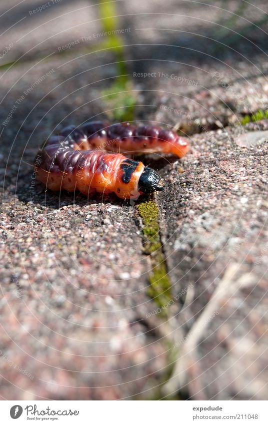 Die rote Raupe Tier 1 Tierjunges krabbeln bedrohlich Tierliebe ästhetisch Bewegung entdecken Farbfoto Außenaufnahme Nahaufnahme Textfreiraum unten Tag