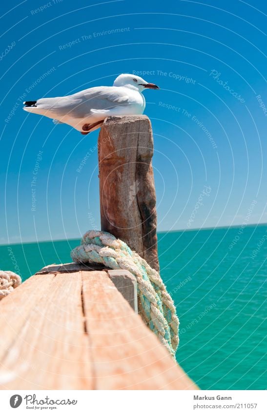 Möwe Leben Sommer Natur Tier Wasser Wolkenloser Himmel Schönes Wetter Küste Vogel 1 sitzen Erholung ruhig Feder Schnabel Pfosten Seil Holz Farbfoto