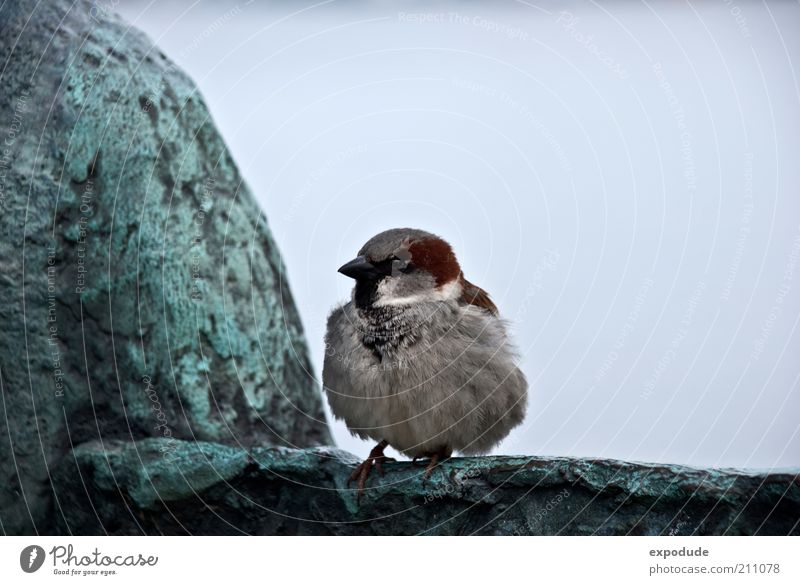 Kleiner Spatz Tier Wildtier Vogel 1 Tierjunges beobachten hocken kuschlig natürlich Neugier niedlich blau braun grau grün schwarz Einsamkeit einzigartig Umwelt