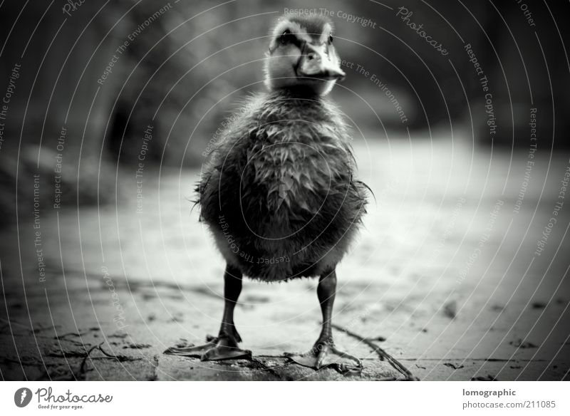 Mommy?!? Tier Ente Entenküken stehen Traurigkeit warten nass niedlich Heimweh Einsamkeit Neugier Schwarzweißfoto Außenaufnahme Schatten Kontrast Unschärfe