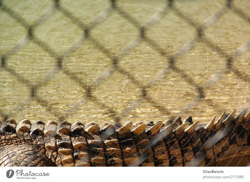 Gefährliches Monster Wasser Moor Sumpf Tier Wildtier Zoo Krokodil Krokodilschwanz 1 Zaun Erholung außergewöhnlich bedrohlich gruselig stachelig Natur Farbfoto