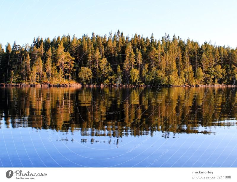 Die Bäume des Nordens Freizeit & Hobby Ferien & Urlaub & Reisen Ausflug Freiheit Sommer Sommerurlaub Insel Umwelt Natur Landschaft Frühling Schönes Wetter Wärme