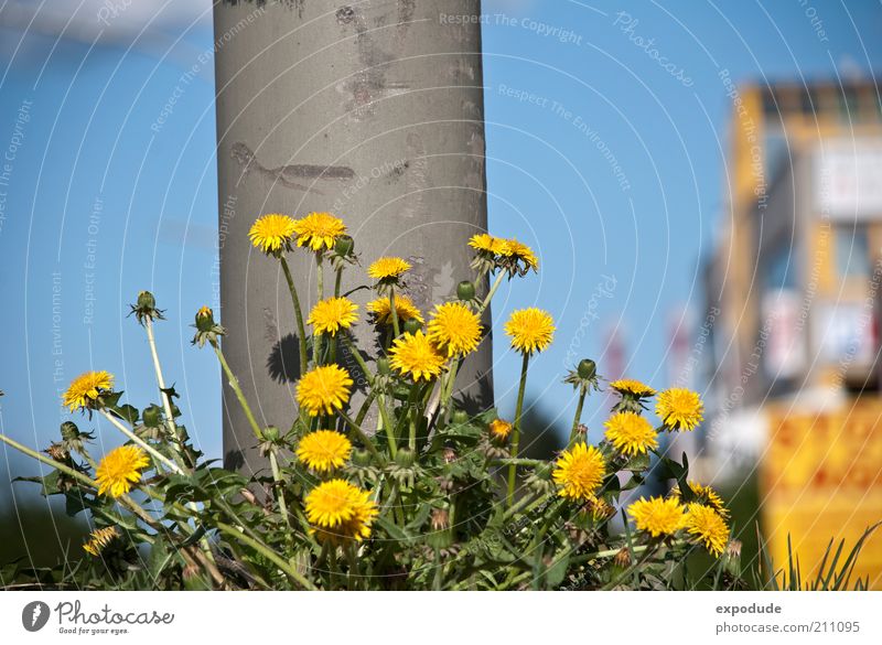 Die Hundeblumen Natur Pflanze Frühling Sommer Blume Wildpflanze Stadt blau gelb grau grün Lebensfreude Farbe Farbfoto Außenaufnahme Nahaufnahme Menschenleer