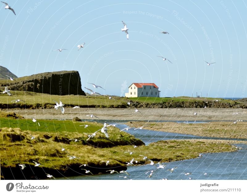 Island Umwelt Natur Landschaft Pflanze Tier Wasser Klima Schönes Wetter Wiese Hügel Felsen Fjord Dorf Hafenstadt Menschenleer Haus Gebäude Vogel Möwe Schwarm