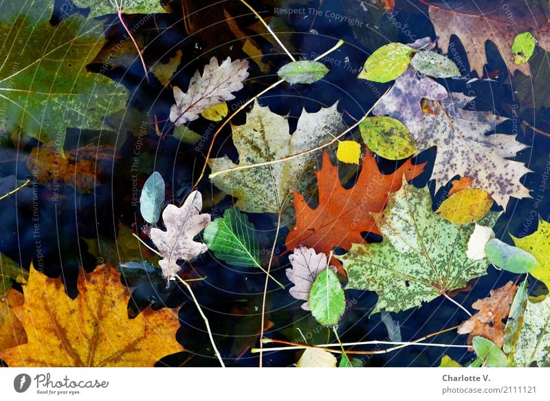 Blätterchaos Pflanze Herbst Blatt Ahornblatt Eichenblatt Buchenblatt Wasser leuchten dehydrieren ästhetisch einfach kaputt natürlich schön wild gelb grün orange