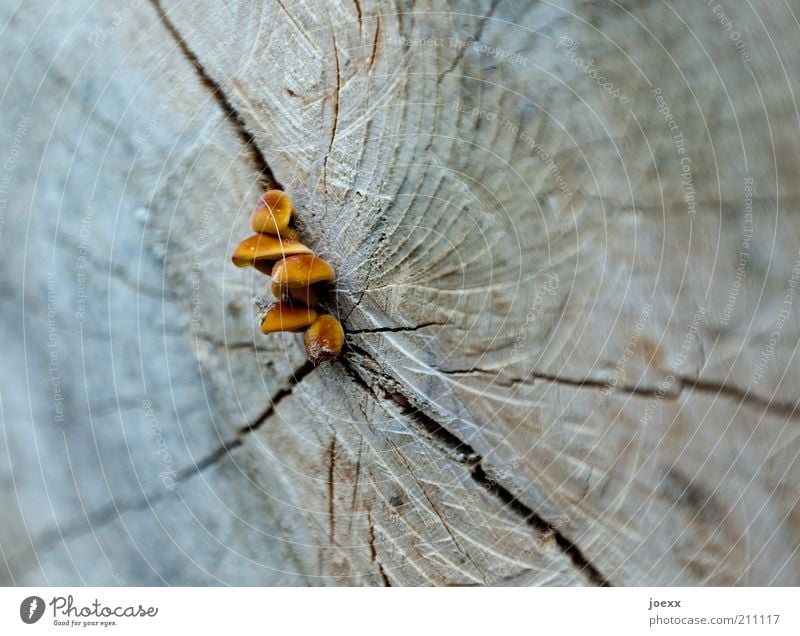 Destruent Baum blau braun Hoffnung Leben Verfall Baumstamm Pilz Farbfoto mehrfarbig Außenaufnahme Nahaufnahme Tag Schwache Tiefenschärfe Holz