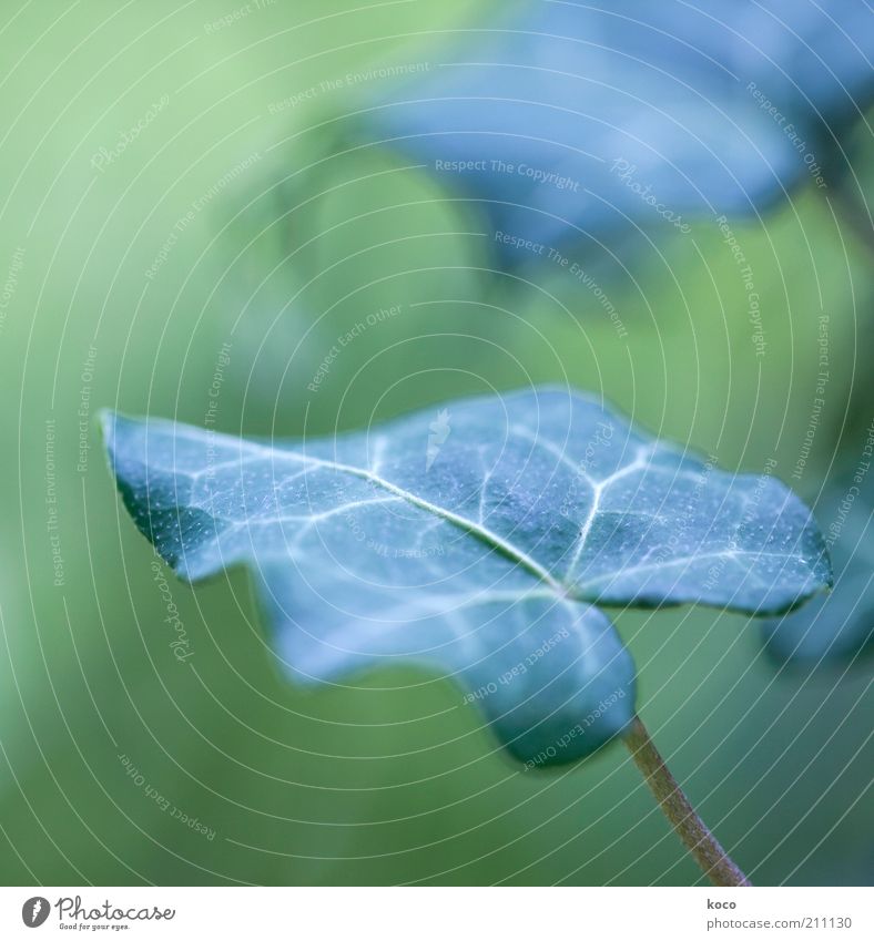 Efeu (Hedera helix) Natur Pflanze Blatt Grünpflanze Wachstum ästhetisch grün Farbfoto Makroaufnahme Tag Schwache Tiefenschärfe Außenaufnahme Menschenleer