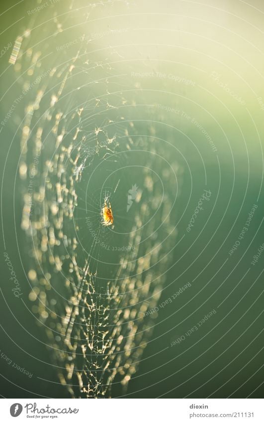 Spiders In The Dressing Room Umwelt Natur Tier Spinne Spinnennetz 1 hängen krabbeln Farbfoto Außenaufnahme Menschenleer Textfreiraum rechts Textfreiraum oben