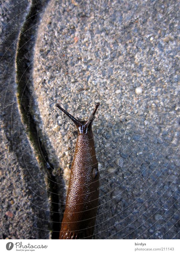 Hektik Verkehrswege Wildtier Schnecke 1 Tier krabbeln Ekel schleimig trist grau geduldig Gelassenheit Ausdauer ruhig schleichen Pflasterweg Geschwindigkeit