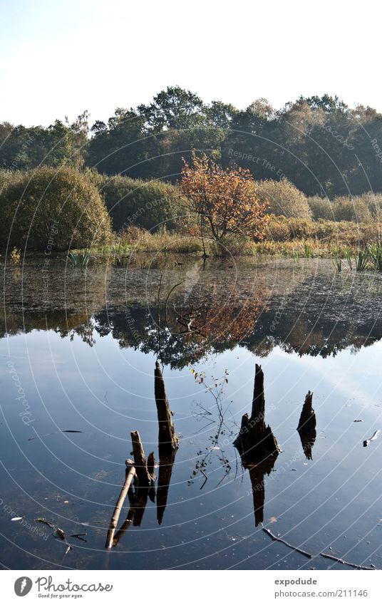 Neulich im Moor Umwelt Natur Landschaft Pflanze Urelemente Wasser Baum Gras Sträucher Wildpflanze Sumpf ruhig Farbfoto Außenaufnahme Menschenleer Tag