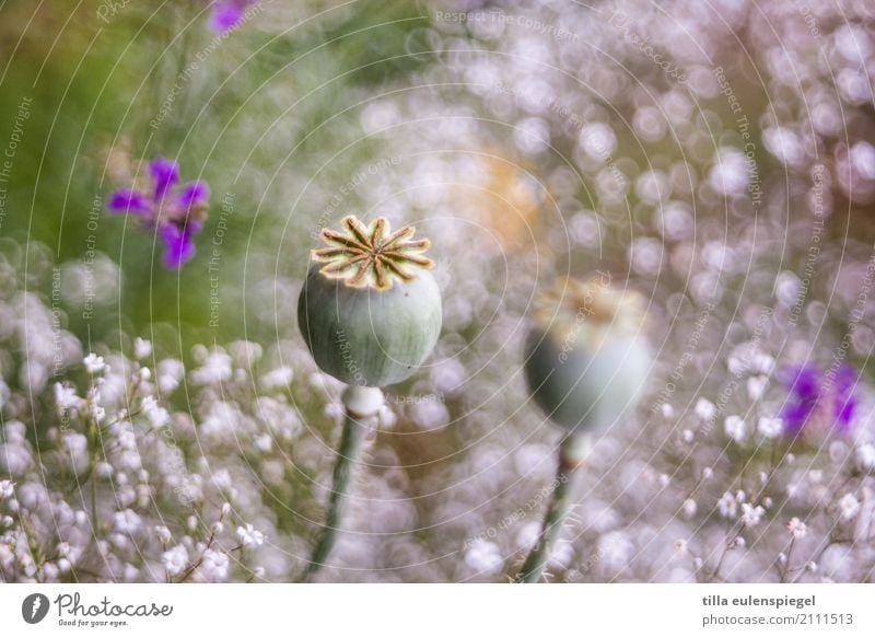 * Natur Pflanze Tier Blume Gras Blumenstrauß Blühend verblüht dehydrieren Duft natürlich schön wild Umwelt Vergänglichkeit Mohn Mohnkapsel Unschärfe