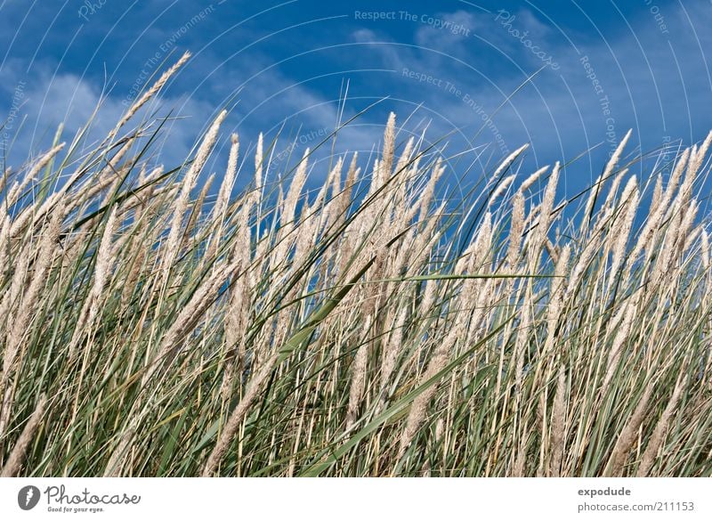 Blühendes Strandgras Umwelt Natur Landschaft Pflanze Urelemente Erde Luft Himmel Sommer Schönes Wetter Gras Wildpflanze Küste Nordsee blau braun grün ästhetisch