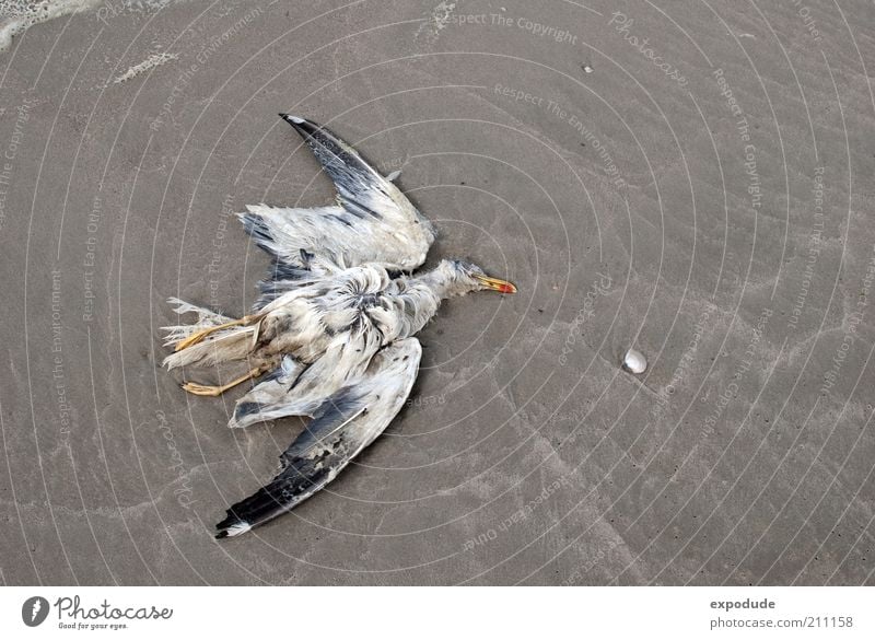 Tote Möwe Umwelt Tier Erde Wildtier Totes Tier Vogel 1 Tod Farbfoto Gedeckte Farben Außenaufnahme Menschenleer Textfreiraum rechts Tag Vogelperspektive