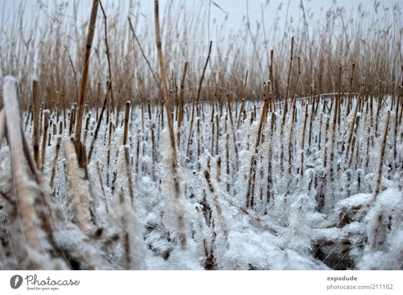 Winterschilf Umwelt Natur Landschaft Pflanze Klima Wetter Eis Frost Gras Nutzpflanze Wildpflanze Flussufer braun weiß Farbfoto Gedeckte Farben Außenaufnahme