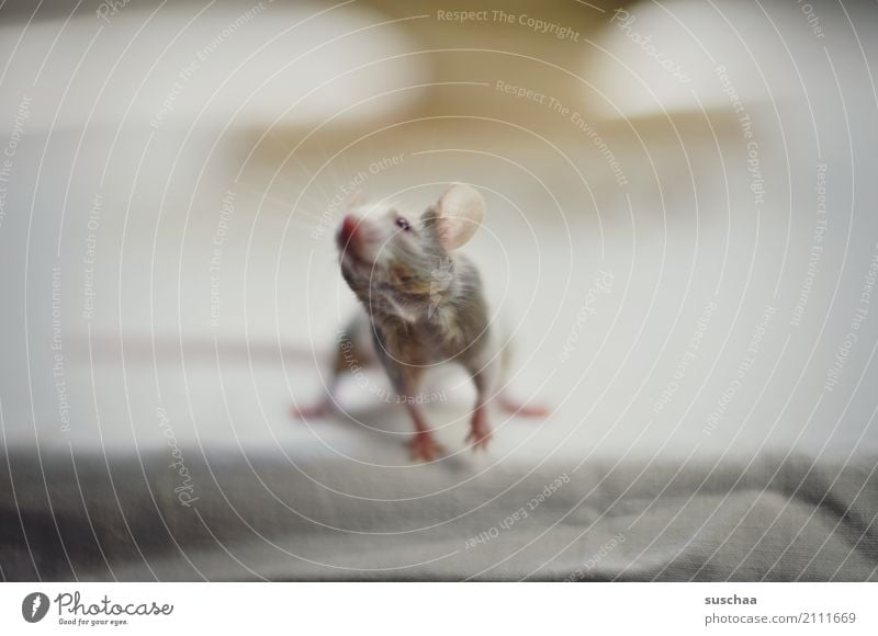 maus Maus Tier Haustier Nagetiere Säugetier klein winzig niedlich süß tierisch Ekel Am Rand Tischkante Vorsicht Neugier Blick entdecken erspähen Angst Gesicht